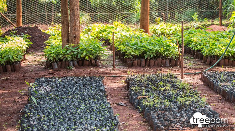 07 - PETRONAS-estabelece-parceria-com-a-Treedom