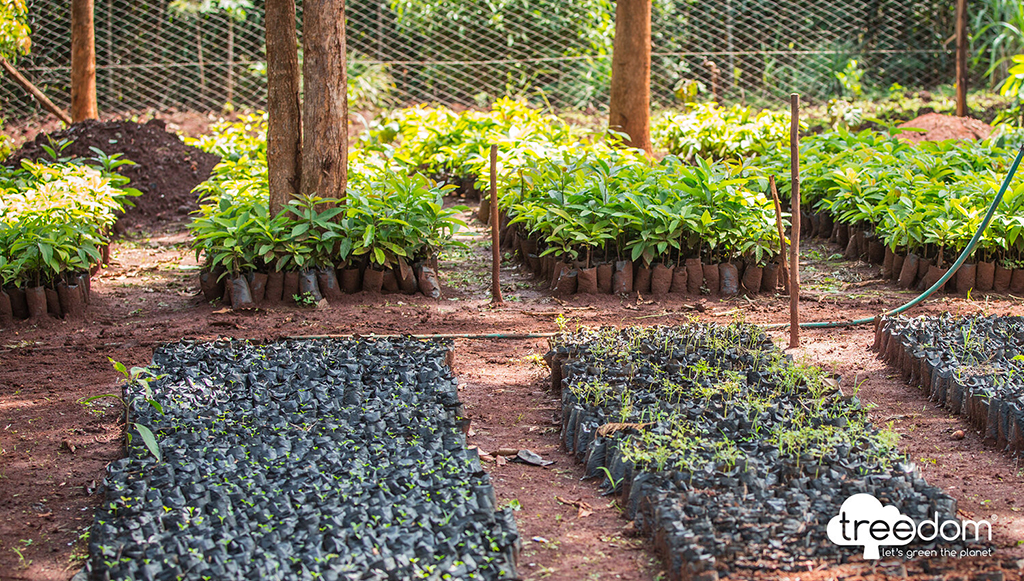 07 - PETRONAS-estabelece-parceria-com-a-Treedom